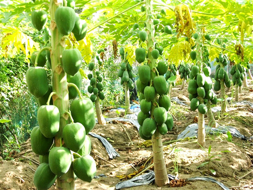 Stof Allerlei soorten Conflict High-yielding short papaya | HANG XANH INTERNATIONAL Co., Ltd.