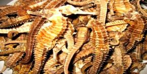 Dried seahorse