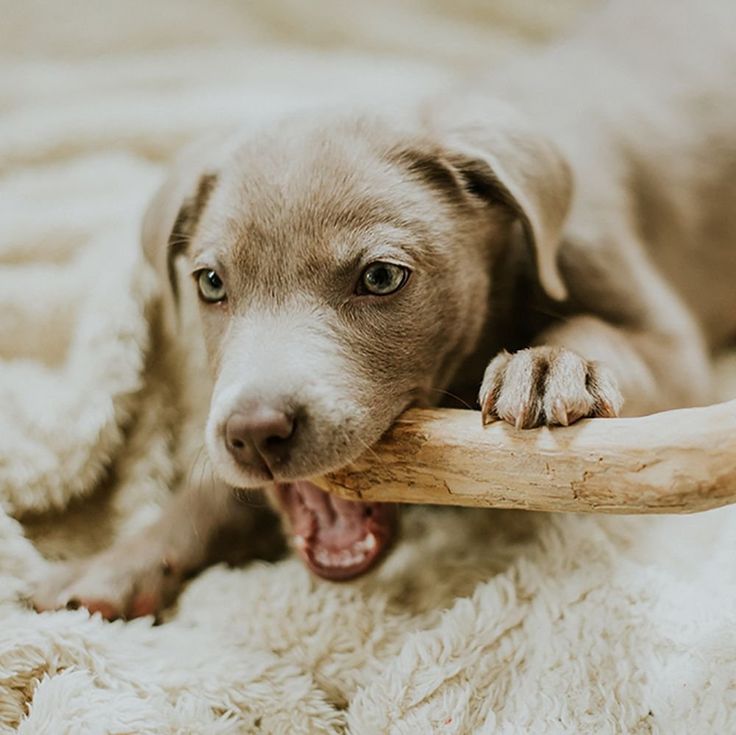 Xương chó gỗ cà phê không chỉ là một món đồ chơi thú vị cho chó cưng của bạn, mà còn mang lại nhiều lợi ích cho sức khỏe và trạng thái tinh thần của chó