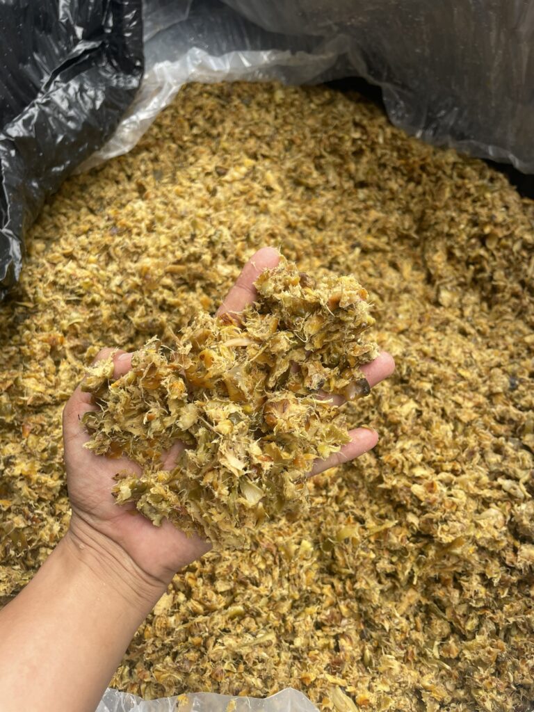 Corn silage